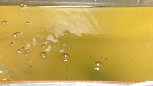 Daphnia_Culture.jpg