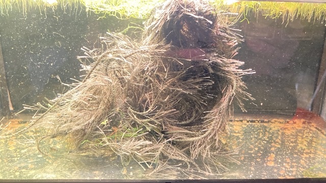 LongEyeLashspawning_mop.jpg