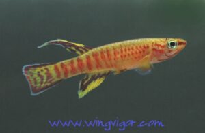 Aphyosemion preussi = exiguum sp_ exiguum Zouatopsi 0