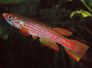 Aphyosemion wildekampi sp_ wildekampi noLoc_ 1