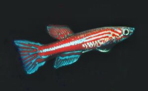 Aphyosemion ogoense ogoense ogoense noLoc_ 2