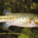 Crenichthys nevadae sp_ nevadae noLoc_ 0