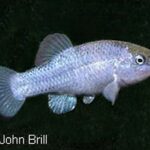 Cyprinodon salinus salinus salinus salinus noLoc_ 0p