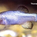 Cyprinodon diabolis sp_ diabolis noLoc_ 0