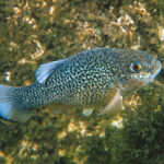 Cyprinodon elegans sp_ elegans noLoc_ 0