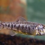 Cyprinodon hubbsi sp_ hubbsi noLoc_ 0