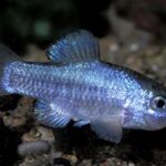 Cyprinodon macularius sp_ macularius Salton_Sea 0