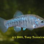 Cyprinodon nevadensis nevadensis sp_ nevadensis Shoshone 0