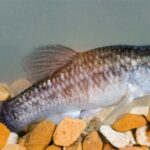 Cyprinodon pecosensis sp_ pecosensis noLoc_ 1
