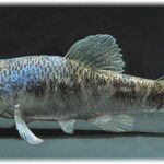 Cyprinodon rubrofluviatilis sp_ rubrofluviatilis Pease_River 0