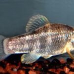 Cyprinodon tularosa sp_ tularosa noLoc_ 0