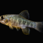 Cyprinodon variegatus variegatus sp_ variegatus noLoc_ 1