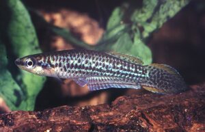 Epiplatys duboisi sp_ duboisi Oyo_ 0 jpg