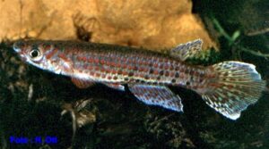 Epiplatys singa sp_ singa_ Santa_ClaraGHH-99-25 0