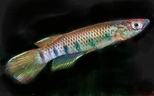 Epiplatys infrafasciatus infrafasciatus zenkeri Eseka_ 0-1