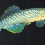 Fundulus catenatus sp_ catenatus noLoc_ 3
