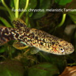Fundulus chrysotus sp_ chrysotus Tamiami_Canalmelanistic 1-scaled