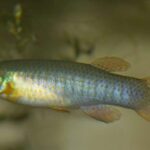 Fundulus cingulatus sp_ cingulatus Valkaria_Airfield 0