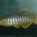 Fundulus confluentus sp_ confluentus noLoc_ 0