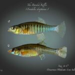 Fundulus diaphanus diaphanus sp_ diaphanus noLoc_ 1