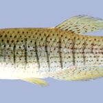 Fundulus dispar sp_ dispar noLoc_ 1