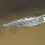 Fundulus escambiae sp_ escambiae noLoc_ 1