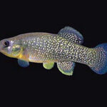 Fundulus heteroclitus heteroclitus sp_ heteroclitus noLoc_ 2