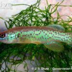 Fundulus julisia sp_ julisia noLoc_ 0