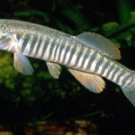 Fundulus kansae sp_ kansae noLoc_ 0