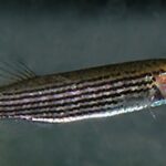 Fundulus lineolatus sp_ lineolatus noLoc_ 3