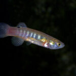 Fundulus luciae sp_ luciae noLoc_ 1