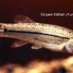 Fundulus majalis sp_ majalis noLoc_ 0