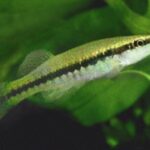 Fundulus notatus sp_ notatus noLoc_ 0