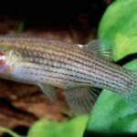 Fundulus nottii sp_ nottii noLoc_ 1