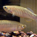 Fundulus pulvereus sp_ pulvereus noLoc_ 1