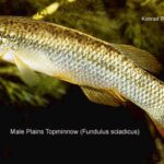 Fundulus sciadicus sp_ sciadicus noLoc_ 0