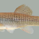 Fundulus seminolis sp_ seminolis noLoc_ 0