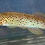 Fundulus stellifer sp_ stellifer noLoc_ 0