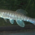 Fundulus waccamensis sp_ waccamensis noLoc_ 0