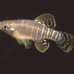 Fundulus xenicus sp_ xenicus noLoc_ 2