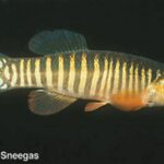 Fundulus zebrinus sp_ zebrinus noLoc_ 2