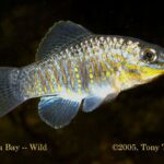 Floridichthys carpio sp_ carpio Tampa_Bay 0