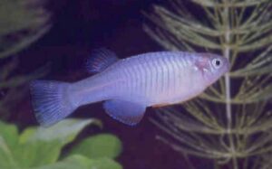 Hypsopanchax platysternus sp_ platysternus HZ85-25 0