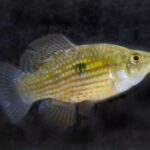 Jordanella floridae sp_ floridae noLoc_ 3