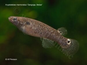 Kryptolebias heyei = marmoratus sp_ marmoratus Dangriga 0