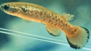 Kryptolebias heyei = marmoratus sp_ marmoratus noLoc_ 0