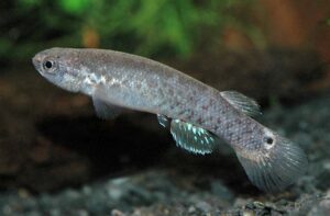 Kryptolebias heyei = marmoratus sp_ marmoratus Terra_Cein 0