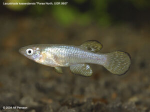 Lacustricola kassenjiensis sp_ kassenjiensis Paraa_NorthUGR-99-5 0