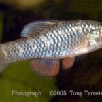 Lucania parva sp_ parva_ Tampa_Bay-FL 0