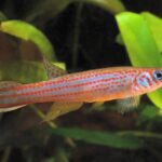 Micromoema xiphophora sp_ xiphophora noLoc_ 3